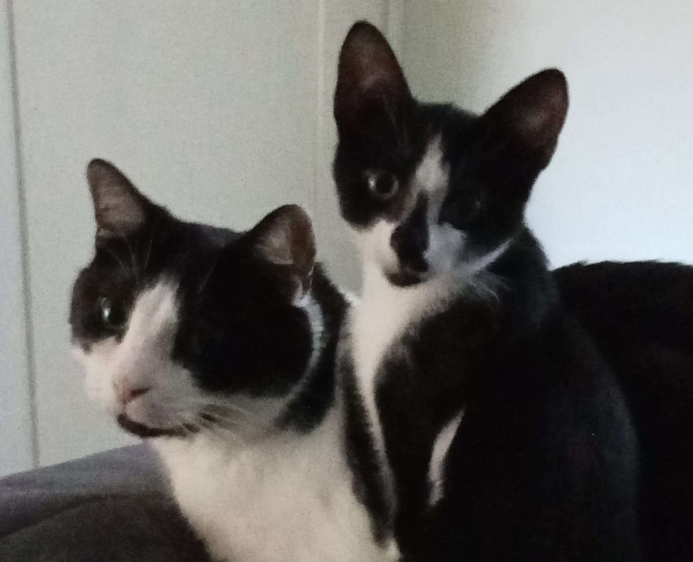 Two black and white cats looking at the camera