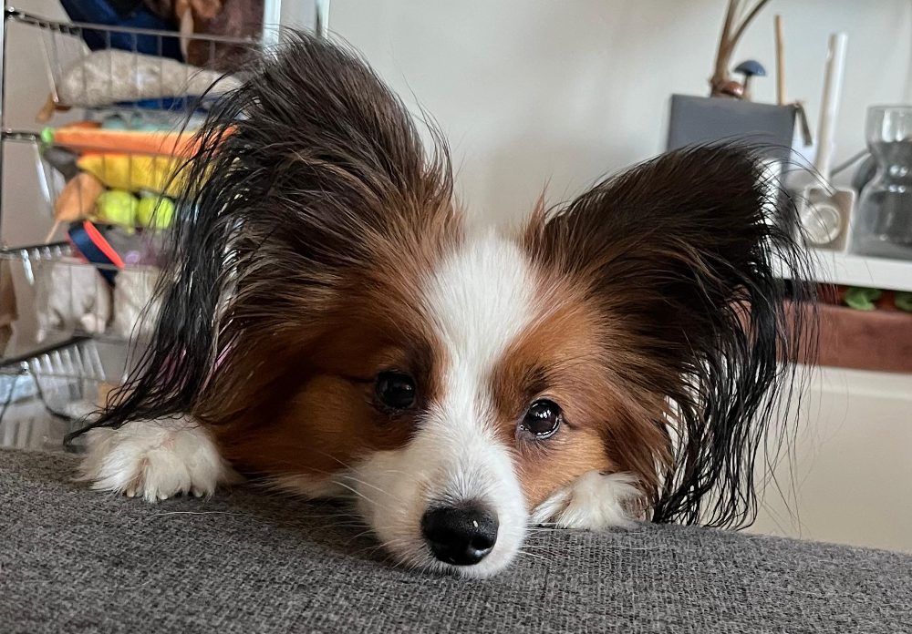 Milo, a small dog resting his chin on the couch